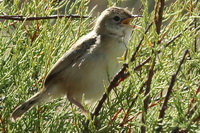Cisticola juncidis
